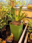 Heliamphora neblinae (Cerro Neblina) - kliknij aby zobaczyć zdjęcie. Heliamphora neblinae (Cerro Neblina)