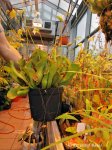 Heliamphora hybrid - kliknij aby zobaczyć zdjęcie. Heliamphora hybrid