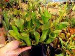 Heliamphora hybrid - kliknij aby zobaczyć zdjęcie. Heliamphora hybrid