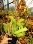 Heliamphora folliculata (Aparaman Tepui) - kliknij aby zobaczyć zdjęcie. Heliamphora folliculata (Aparaman Tepui)
