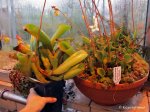 Heliamphora folliculata (Aparaman Tepui) - kliknij aby zobaczyć zdjęcie. Heliamphora folliculata (Aparaman Tepui)