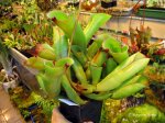 Heliamphora folliculata (Aparaman Tepui) - kliknij aby zobaczyć zdjęcie. Heliamphora folliculata (Aparaman Tepui)