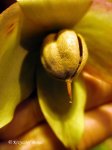 Heliamphora Midoxa x tatei - kliknij aby zobaczyć zdjęcie. Heliamphora Midoxa x tatei