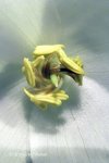 Heliamphora Midoxa - kliknij aby zobaczyć zdjęcie. Heliamphora Midoxa