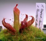 Heliamphora parva (Cerro Neblina) x pulchella (Amuri Tepui) - kliknij aby zobaczyć zdjęcie. Heliamphora parva (Cerro Neblina) x pulchella (Amuri Tepui)