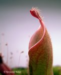 Heliamphora parva (Cerro Neblina) x pulchella (Amuri Tepui) - kliknij aby zobaczyć zdjęcie. Heliamphora parva (Cerro Neblina) x pulchella (Amuri Tepui)