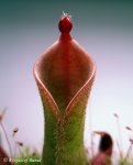 Heliamphora parva (Cerro Neblina) x pulchella (Amuri Tepui) - kliknij aby zobaczyć zdjęcie. Heliamphora parva (Cerro Neblina) x pulchella (Amuri Tepui)