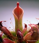 Heliamphora parva (Cerro Neblina) x pulchella (Amuri Tepui) - kliknij aby zobaczyć zdjęcie. Heliamphora parva (Cerro Neblina) x pulchella (Amuri Tepui)