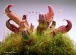 Heliamphora parva (Cerro Neblina) x pulchella (Amuri Tepui) - kliknij aby zobaczyć zdjęcie. Heliamphora parva (Cerro Neblina) x pulchella (Amuri Tepui)