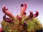 Heliamphora parva (Cerro Neblina) x pulchella (Amuri Tepui) - kliknij aby zobaczyć zdjęcie. Heliamphora parva (Cerro Neblina) x pulchella (Amuri Tepui)