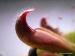Heliamphora parva (Cerro Neblina) x pulchella (Amuri Tepui) - kliknij aby zobaczyć zdjęcie. Heliamphora parva (Cerro Neblina) x pulchella (Amuri Tepui)