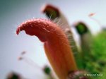 Heliamphora parva (Cerro Neblina) x pulchella (Amuri Tepui) - kliknij aby zobaczyć zdjęcie. Heliamphora parva (Cerro Neblina) x pulchella (Amuri Tepui)