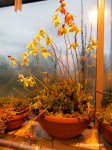 Heliamphora Midoxa - kliknij aby zobaczyć zdjęcie. Heliamphora Midoxa