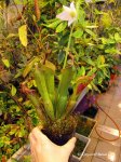 Heliamphora neblinae (Avispa, Venezuela) - kliknij aby zobaczyć zdjęcie. Heliamphora neblinae (Avispa, Venezuela)