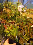 Heliamphora parva (Cerro Neblina) - kliknij aby zobaczyć zdjęcie. Heliamphora parva (Cerro Neblina)
