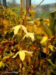 Heliamphora huberi (Akopan Tepui) - kliknij aby zobaczyć zdjęcie. Heliamphora huberi (Akopan Tepui)