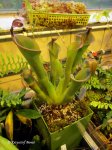 Heliamphora neblinae (Cerro Neblina, Brazil, Venezuela) - kliknij aby zobaczyć zdjęcie. Heliamphora neblinae (Cerro Neblina, Brazil, Venezuela)