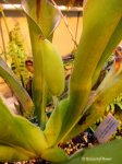 Heliamphora neblinae (Cerro Neblina, Brazil, Venezuela) - kliknij aby zobaczyć zdjęcie. Heliamphora neblinae (Cerro Neblina, Brazil, Venezuela)