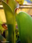 Heliamphora neblinae (Cerro Neblina, Brazil, Venezuela) - kliknij aby zobaczyć zdjęcie. Heliamphora neblinae (Cerro Neblina, Brazil, Venezuela)
