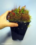 Heliamphora arenicola (Tramen Tepui) - kliknij aby zobaczyć zdjęcie. Heliamphora arenicola (Tramen Tepui)