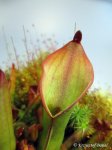 Heliamphora arenicola (Tramen Tepui) - kliknij aby zobaczyć zdjęcie. Heliamphora arenicola (Tramen Tepui)