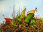 Heliamphora arenicola (Tramen Tepui) - kliknij aby zobaczyć zdjęcie. Heliamphora arenicola (Tramen Tepui)