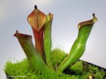 Heliamphora arenicola (Tramen Tepui) - kliknij aby zobaczyć zdjęcie. Heliamphora arenicola (Tramen Tepui)