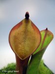 Heliamphora arenicola (Tramen Tepui) - kliknij aby zobaczyć zdjęcie. Heliamphora arenicola (Tramen Tepui)