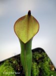 Heliamphora arenicola (Tramen Tepui) - kliknij aby zobaczyć zdjęcie. Heliamphora arenicola (Tramen Tepui)