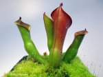 Heliamphora arenicola (Tramen Tepui) - kliknij aby zobaczyć zdjęcie. Heliamphora arenicola (Tramen Tepui)