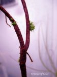 Roridula gorgonias - kliknij aby zobaczyć zdjęcie. Roridula gorgonias