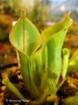 Heliamphora minor - kliknij aby zobaczyć zdjęcie. Heliamphora minor