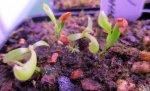 Heliamphora tatei (Cerro Duida) x folliculata (Aparaman Tepui) - kliknij aby zobaczyć zdjęcie. Heliamphora tatei (Cerro Duida) x folliculata (Aparaman Tepui)