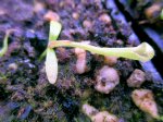 Heliamphora folliculata (Aparaman Tepui) - kliknij aby zobaczyć zdjęcie. Heliamphora folliculata (Aparaman Tepui)