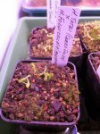 Heliamphora tatei (Cerro Duida) x folliculata (Aparaman Tepui) - kliknij aby zobaczyć zdjęcie. Heliamphora tatei (Cerro Duida) x folliculata (Aparaman Tepui)