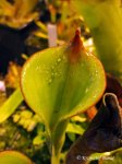 Heliamphora glabra (S. Do Sol, Guyana) - kliknij aby zobaczyć zdjęcie. Heliamphora glabra (S. Do Sol, Guyana)