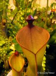 Heliamphora heterodoxa x ionasii - kliknij aby zobaczyć zdjęcie. Heliamphora heterodoxa x ionasii