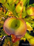 Heliamphora spec. nov. Angasima - kliknij aby zobaczyć zdjęcie. Heliamphora spec. nov. Angasima