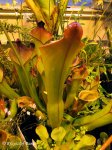 Heliamphora spec. nov. Angasima - kliknij aby zobaczyć zdjęcie. Heliamphora spec. nov. Angasima
