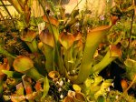 Heliamphora spec. nov. Angasima - kliknij aby zobaczyć zdjęcie. Heliamphora spec. nov. Angasima