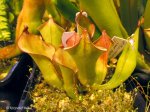 Heliamphora folliculata Stout form (Murosipan Meadow) - kliknij aby zobaczyć zdjęcie. Heliamphora folliculata Stout form (Murosipan Meadow)