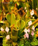 Heliamphora minor - kliknij aby zobaczyć zdjęcie. Heliamphora minor