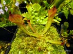 Heliamphora ionasii (Ilu Tepui, Venezuela) - kliknij aby zobaczyć zdjęcie. Heliamphora ionasii (Ilu Tepui, Venezuela)