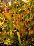 Heliamphora spec. nov. Angasima - kliknij aby zobaczyć zdjęcie. Heliamphora spec. nov. Angasima