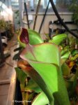 Heliamphora parva (Cerro Neblina) - kliknij aby zobaczyć zdjęcie. Heliamphora parva (Cerro Neblina)