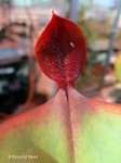 Heliamphora parva (Cerro Neblina) - kliknij aby zobaczyć zdjęcie. Heliamphora parva (Cerro Neblina)