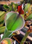 Heliamphora parva (Cerro Neblina) - kliknij aby zobaczyć zdjęcie. Heliamphora parva (Cerro Neblina)