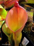 Heliamphora heterodoxa x ionasii - kliknij aby zobaczyć zdjęcie. Heliamphora heterodoxa x ionasii