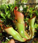 Heliamphora heterodoxa x ionasii - kliknij aby zobaczyć zdjęcie. Heliamphora heterodoxa x ionasii