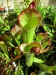 Heliamphora spec. nov. Angasima - kliknij aby zobaczyć zdjęcie. Heliamphora spec. nov. Angasima